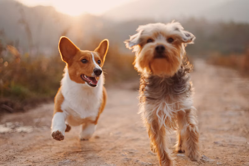 Bolsa Canguru para Pets